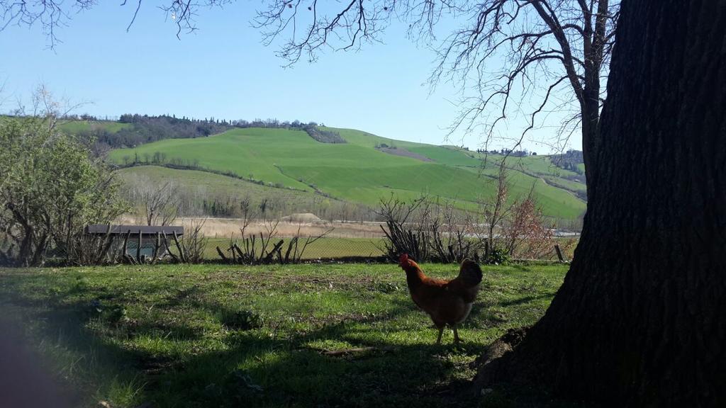 Agriturismo Molino Nuovo Castel San Pietro Terme Esterno foto